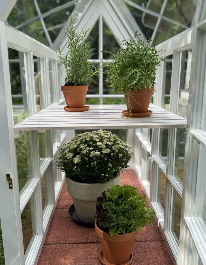 Puinen kasvihuone perinneikkunoista. Sisällä yrttejä ja kukkia.